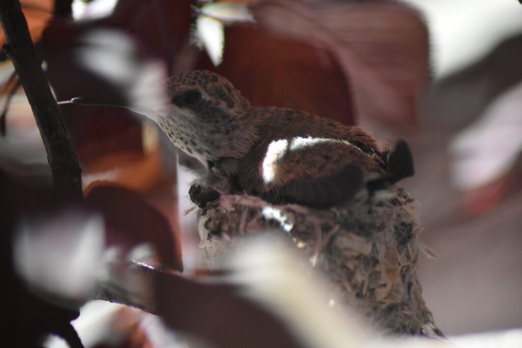 This image has an empty alt attribute; its file name is DSC_0294-1024x683.jpg