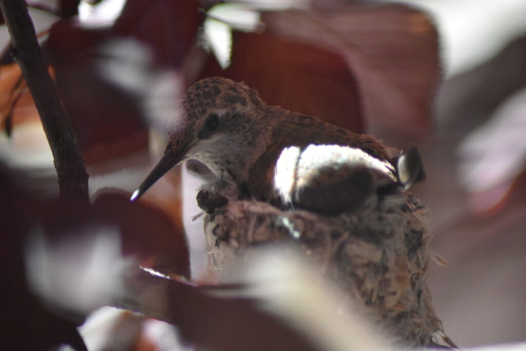 This image has an empty alt attribute; its file name is DSC_0296-1024x683.jpg