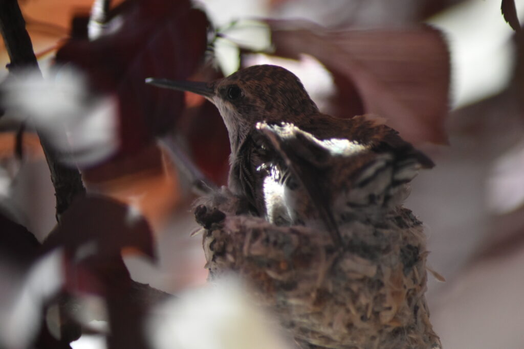 This image has an empty alt attribute; its file name is DSC_0299-1024x683.jpg