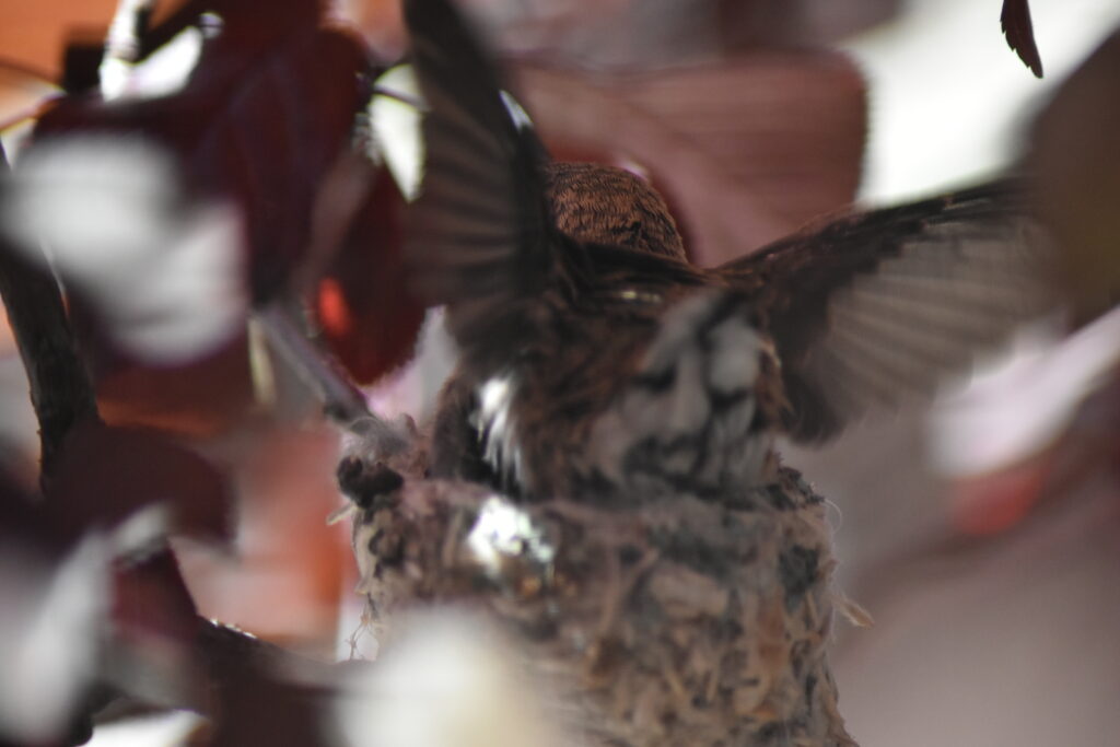 This image has an empty alt attribute; its file name is DSC_0303-1024x683.jpg