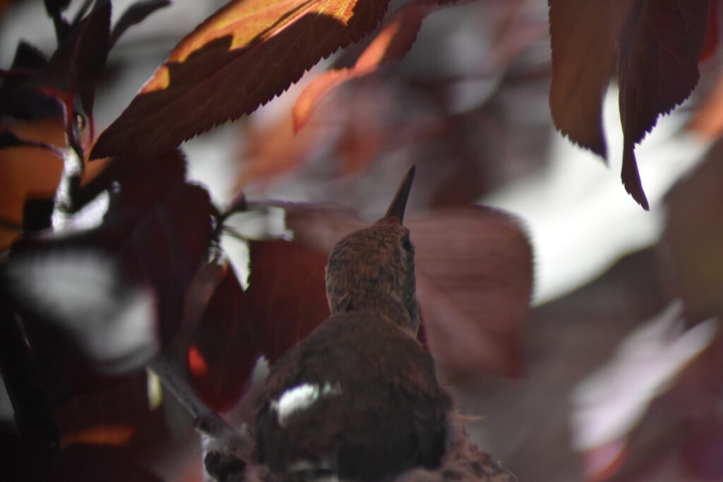 This image has an empty alt attribute; its file name is DSC_0308-1024x683.jpg